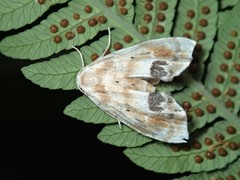 Holocryptis phasianura