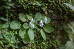 Metapetrocosmea peltata