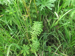 Seseli condensatum