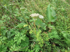 Seseli condensatum