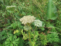 Seseli condensatum