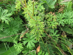 Seseli condensatum