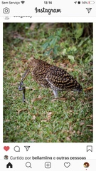 Tigrisoma