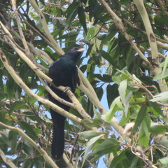 Eudynamys orientalis cyanocephalus