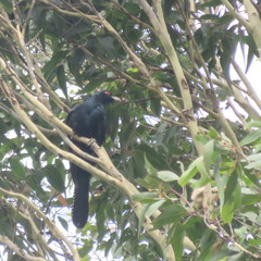 Eudynamys orientalis cyanocephalus