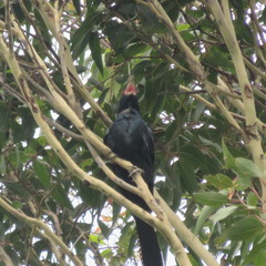 Eudynamys orientalis cyanocephalus
