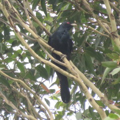 Eudynamys orientalis cyanocephalus