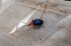 Cryptobatis laticollis