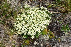 Stackhousia pulvinaris