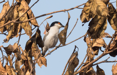 Dryoscopus gambensis