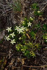 Stackhousia pulvinaris