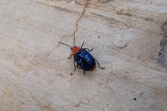 Cryptobatis laticollis