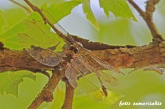 Boyeria cretensis