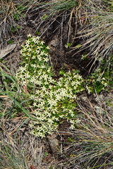 Stackhousia pulvinaris