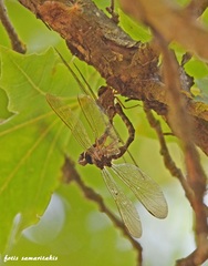 Boyeria cretensis