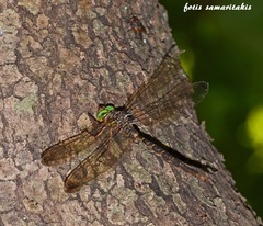 Boyeria cretensis