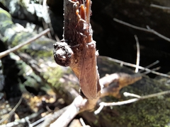 Platychauliodes pusillus