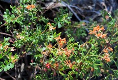 Dodonaea humilis
