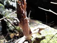 Platychauliodes pusillus