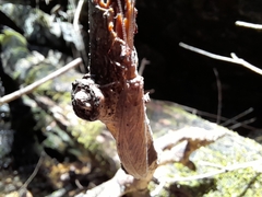 Platychauliodes pusillus
