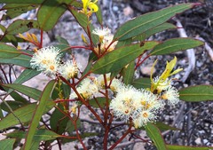 Eucalyptus socialis