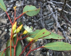 Eucalyptus socialis