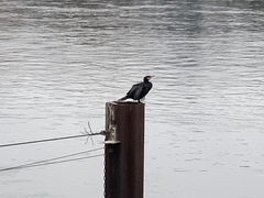 Phalacrocorax carbo