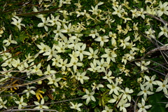 Stackhousia pulvinaris