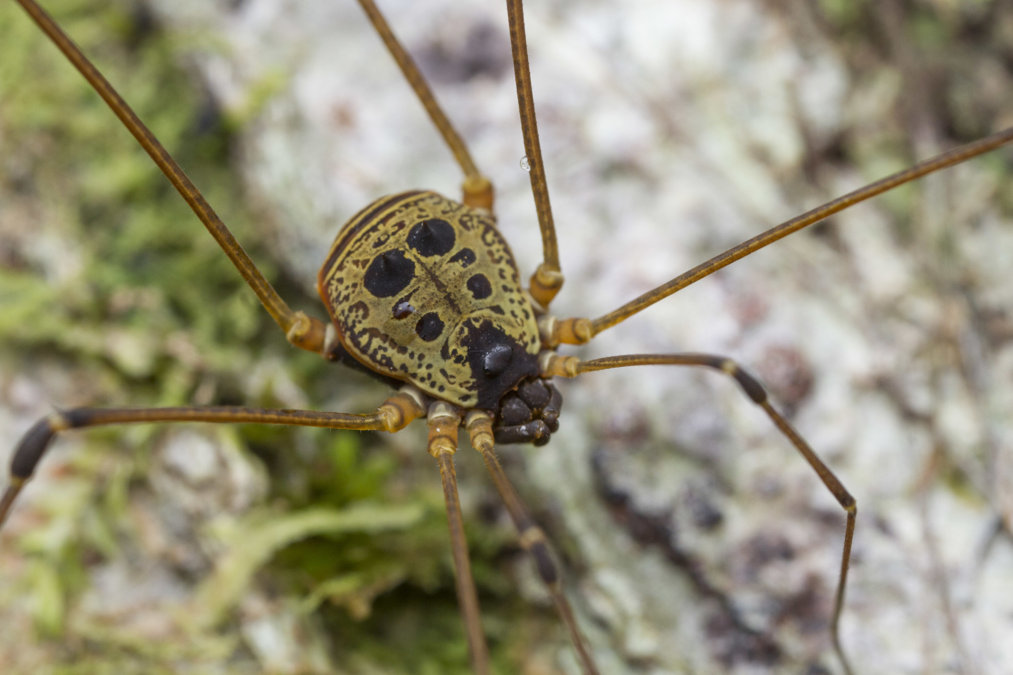 Superfamily Gonyleptoidea · iNaturalist