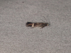 Aproaerema simplexella