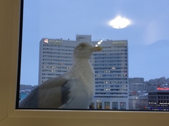 Larus argentatus