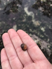 Littorina obtusata