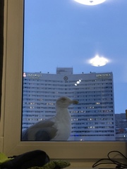 Larus argentatus