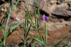 Lathyrus angulatus