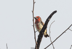 Lybius vieilloti