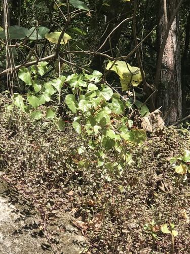kidney begonia (Begonia dichotoma)