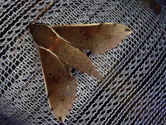 Rhagastis mongoliana