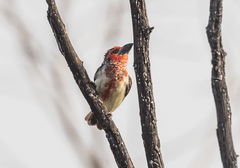 Lybius vieilloti