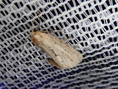 Xylomoia fusei
