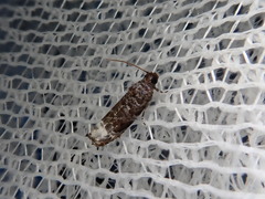 Hystrichoscelus spathanum