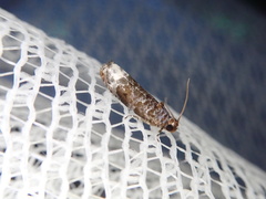 Hystrichoscelus spathanum