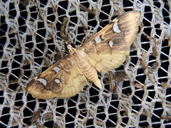 Cotachena alysoni