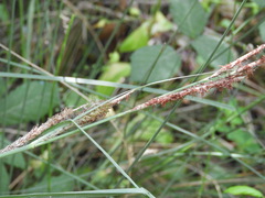 Carex hispida