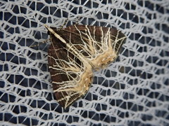Evecliptopera illitata