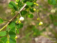 Synostemon albiflorus