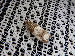 Notocelia rosaecolana