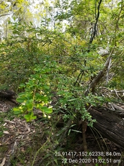 Synostemon albiflorus