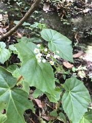 Begonia dichotoma