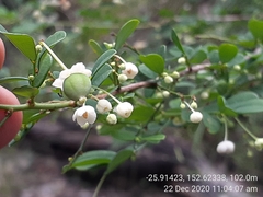 Synostemon albiflorus