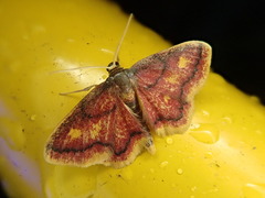 Idaea muricata